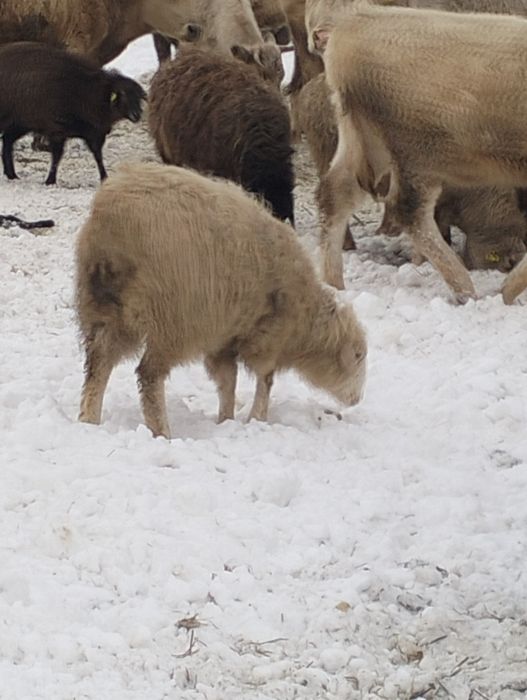 овцы тухтышки, годовалые