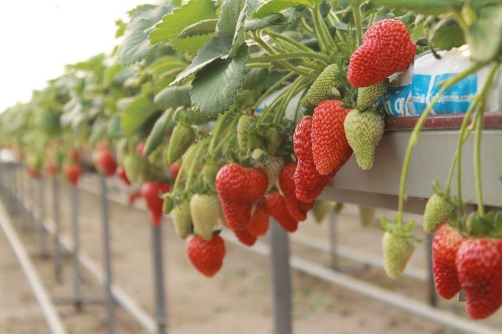 Рассада клубники/Qulupnay ko‘chatlari (Albion va Kabrilo)