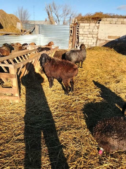 Продам молодых кошкаров