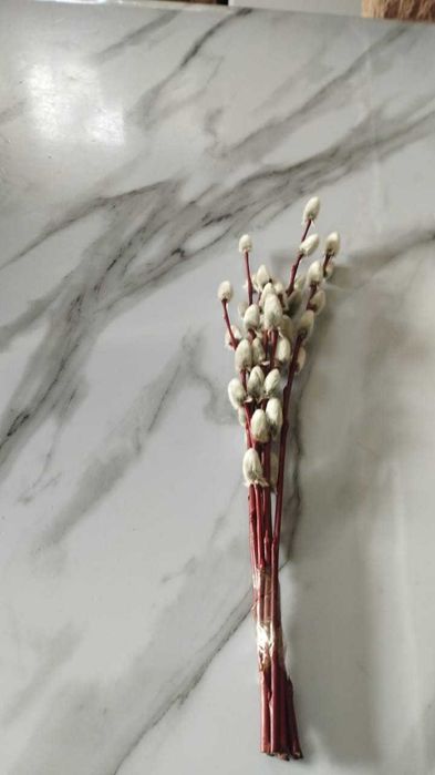 продам вербу красную