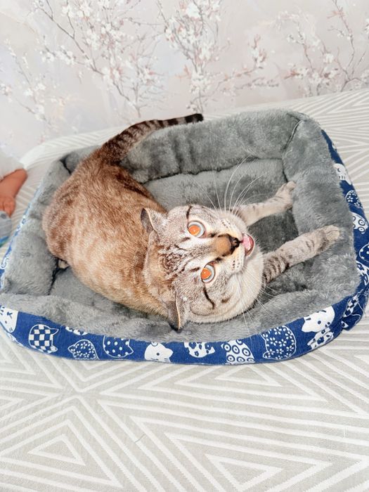 Лежанка для кошки