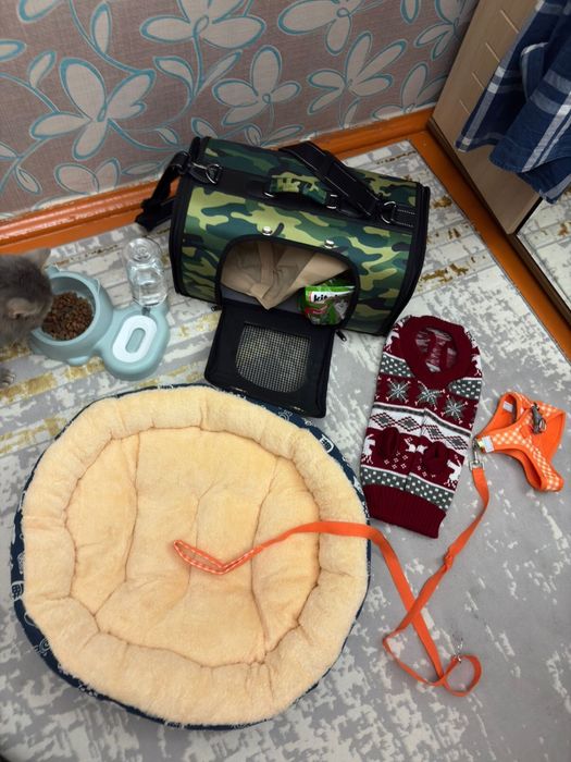 Британский кошка