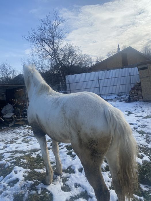 Vand cal  de tras probe la fata locului detali n privat pret 4500 lei