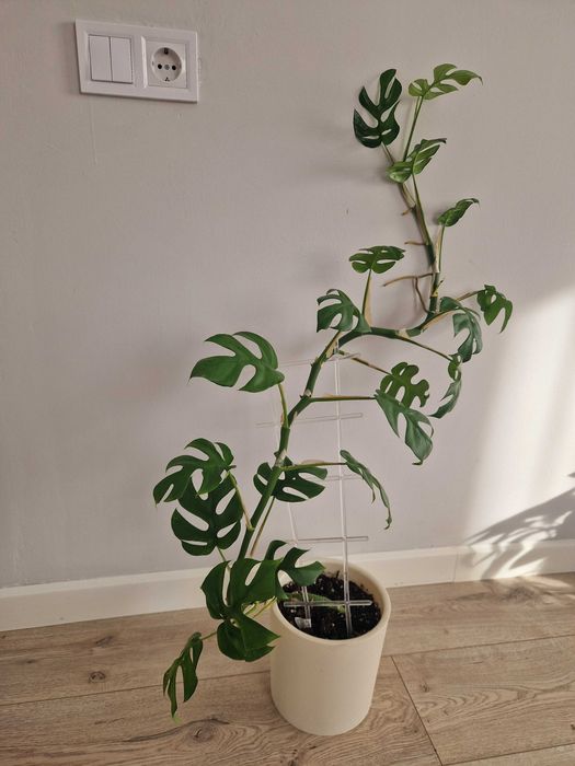 Рафидофора монстера в горшке