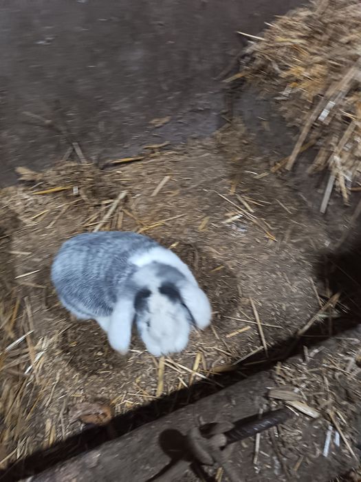 Baran quyon sotiladi narxini kelishamiz