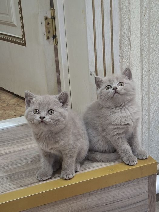 Британкие котята