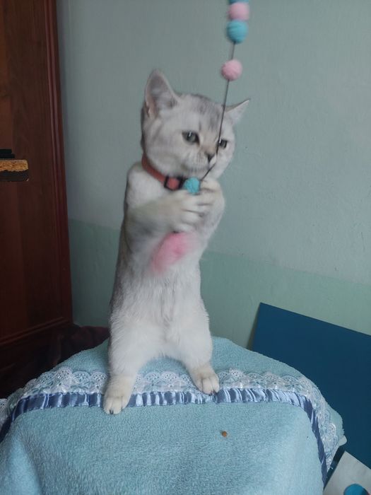 Britaniski shinshilla ota onasi privaznoy 4 oyli boldi o'yinqaroq