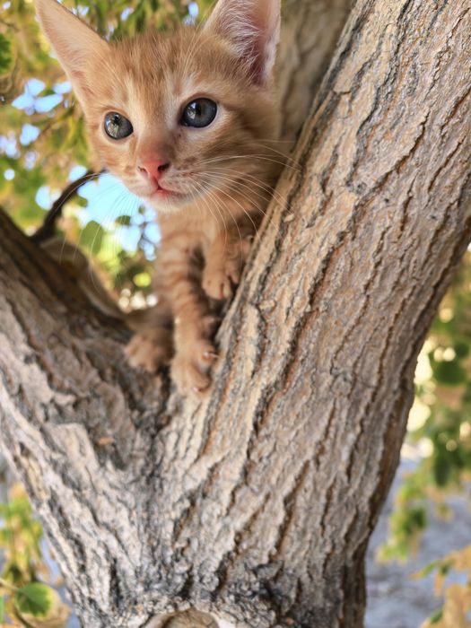 Марғаулар, котята 1 айлық