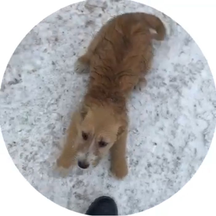 Собака стерилизованная