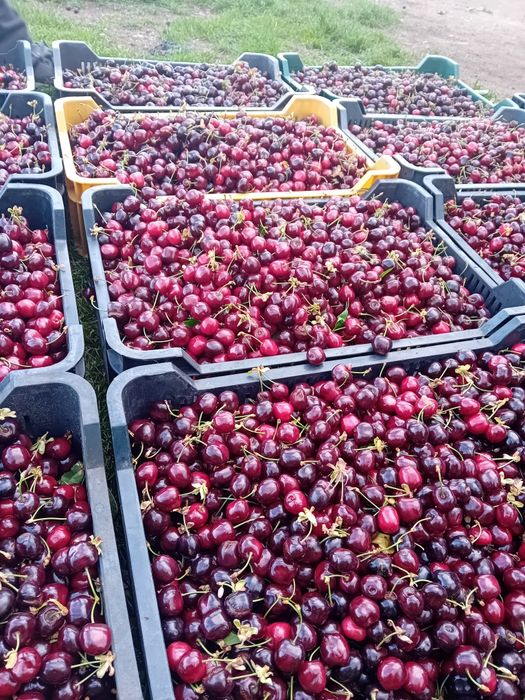 Vând cireșe dulcii