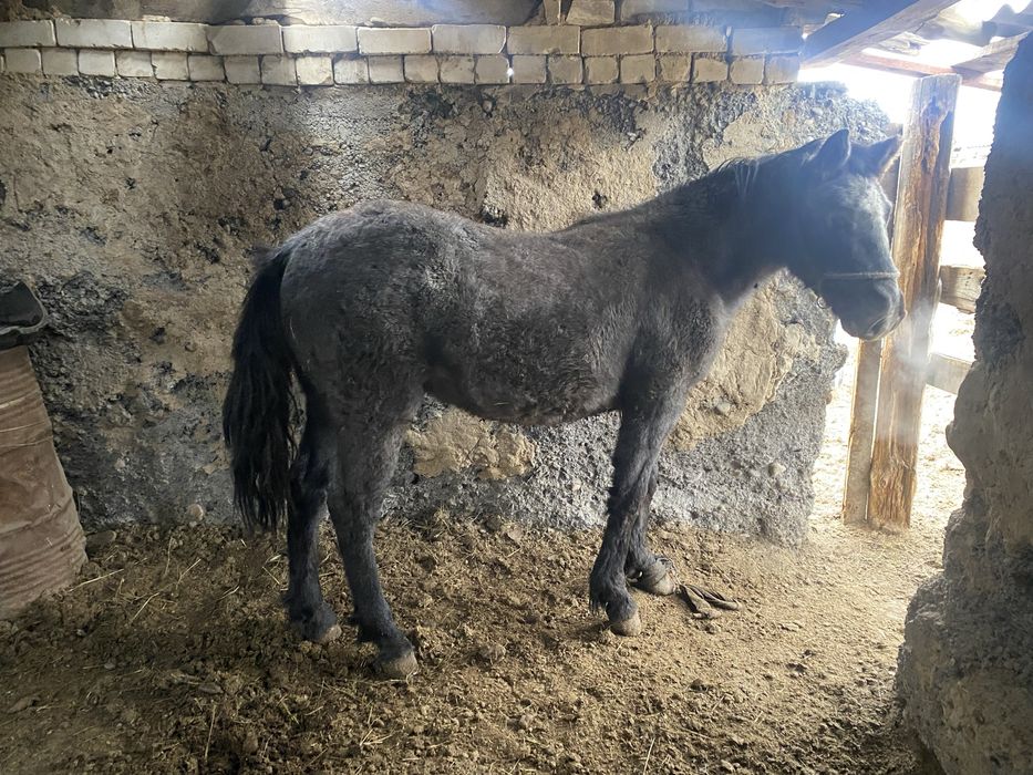 Продам лошадей стоит на откорме