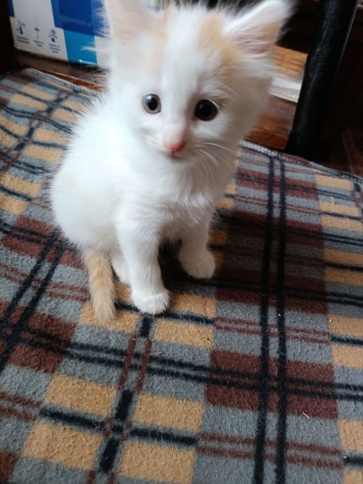 Котёнок от турецкой ангоры