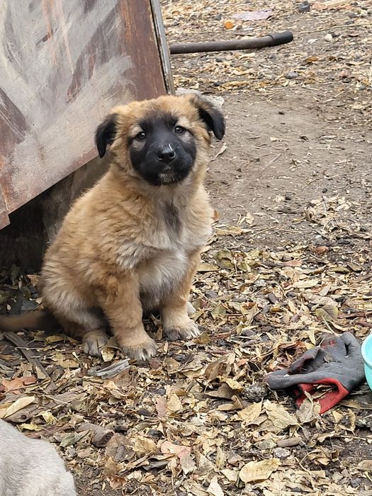 Отдаю щенков в добрые руки, девочки