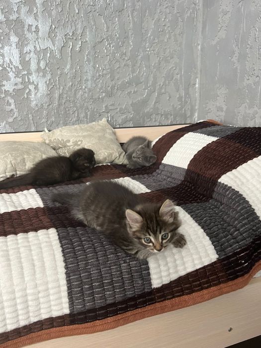 Шотланские котята