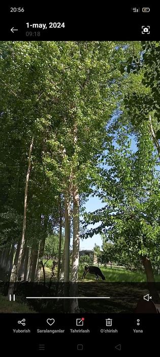 Daraxt sotiladi 125 ta