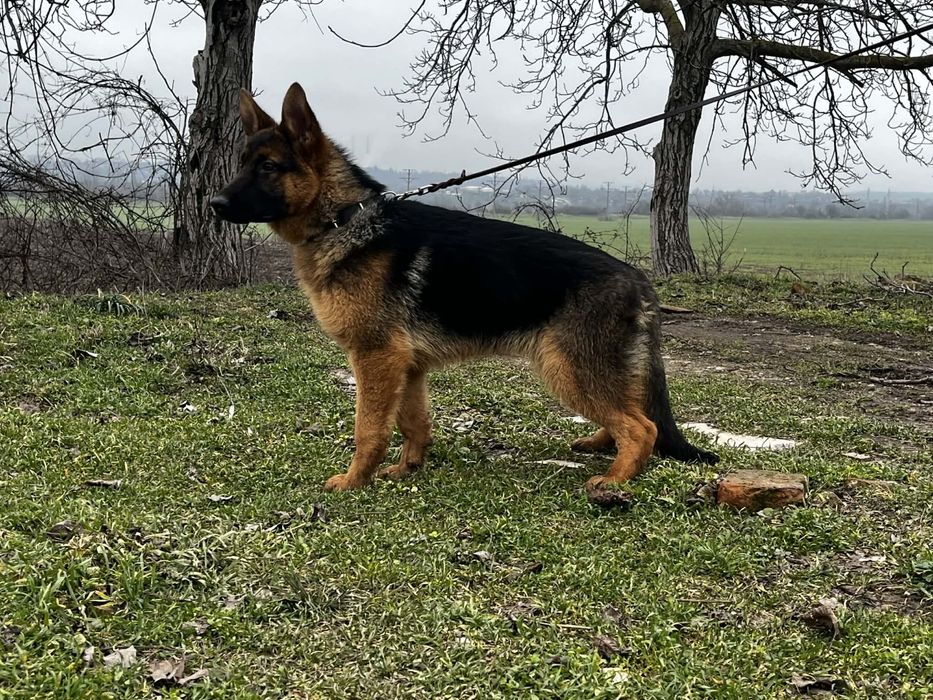 Немски овчарки.