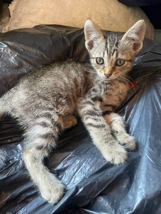 Spre adoptie! Mici,jucăusi si iubitori.