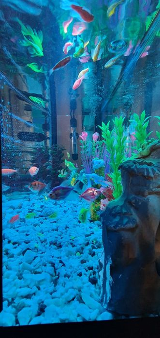 Akvarium baliqlari bilan sotiladi. Yengi. Holati zor.