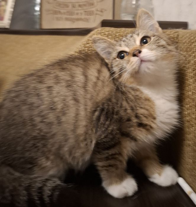 Отдам котенка девочка