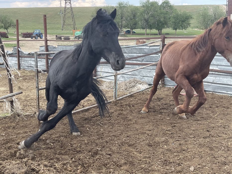 Продам кунан , донен , жеребец ,производитель