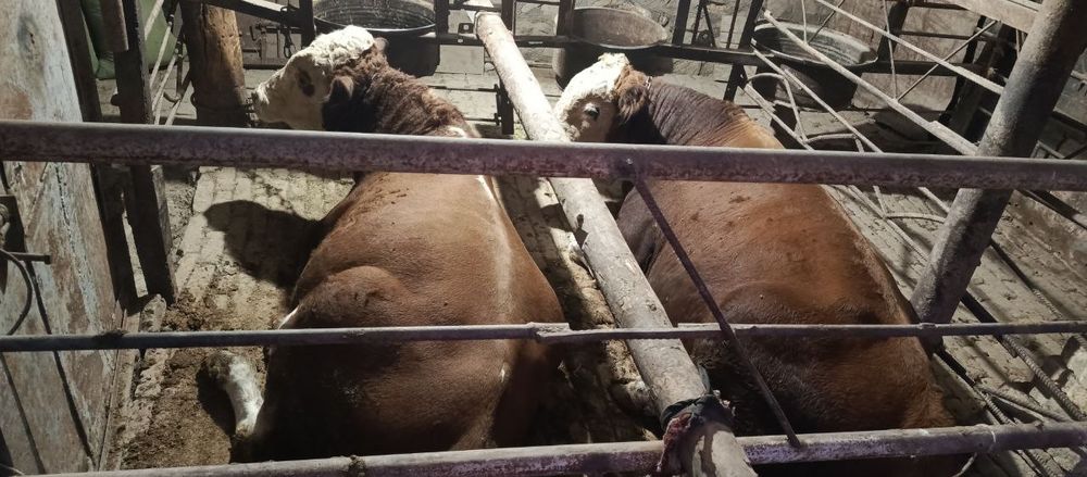 Grinford buqalar sotiladi