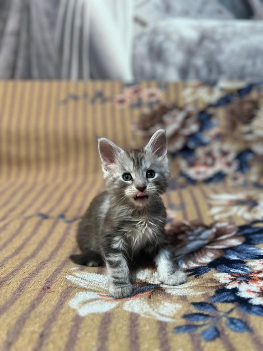 Котята Мейн-Кун!