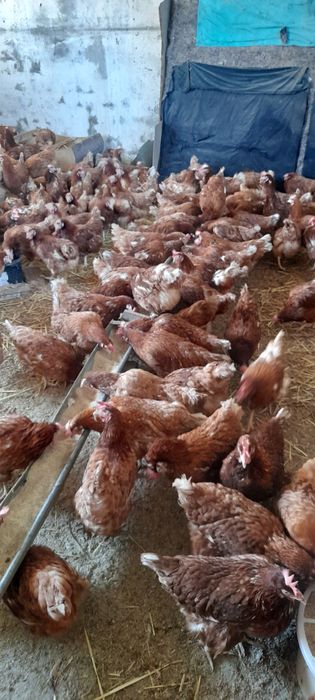 Gaini rosii ouătoare