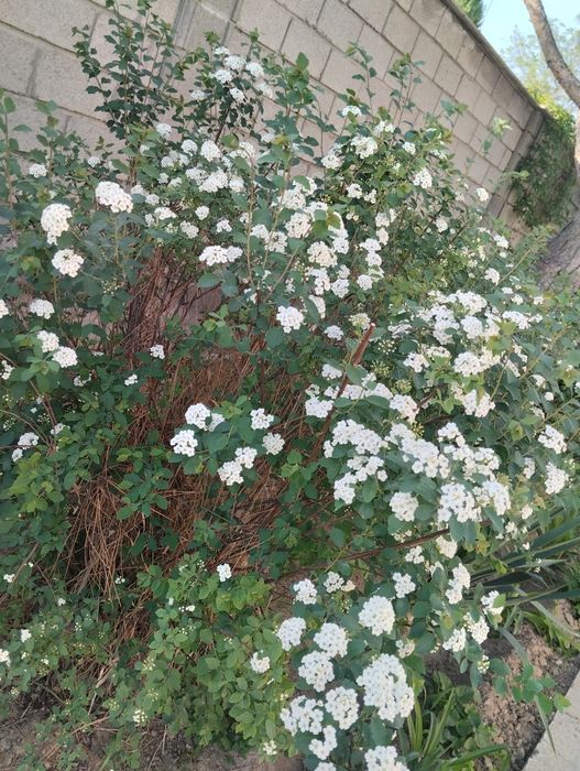 Декоративные цветы