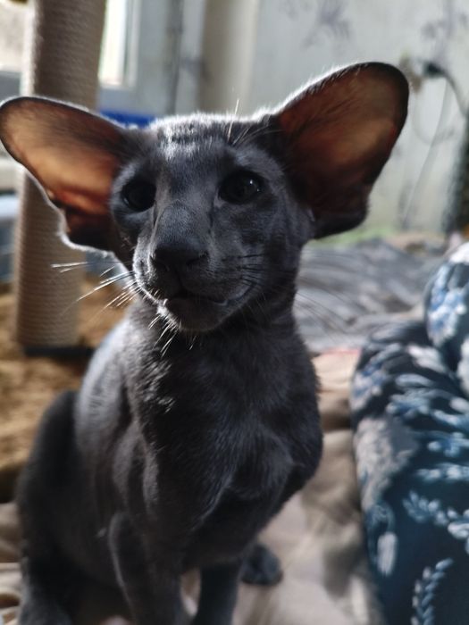 Ориентальный котёнок экстрим