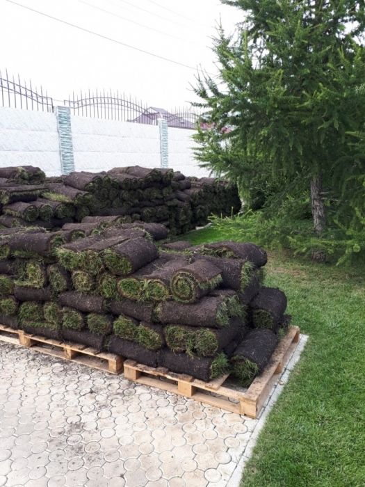 Газон рулонный (дерн) живой