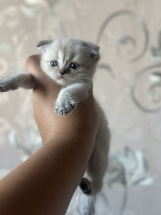 Кошки шеншеллааа