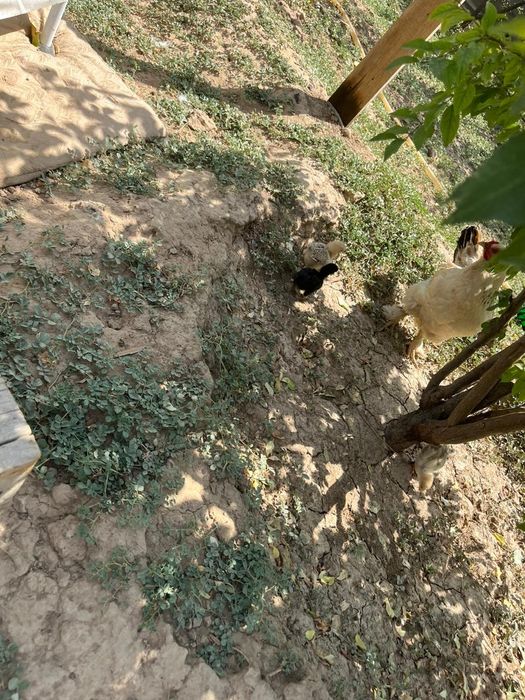 Балапан 1 айлық.