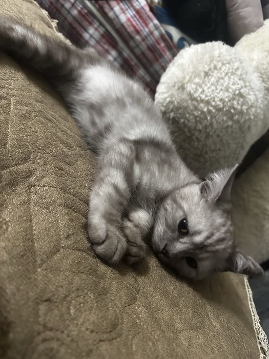 Британский котенок 3 месяц