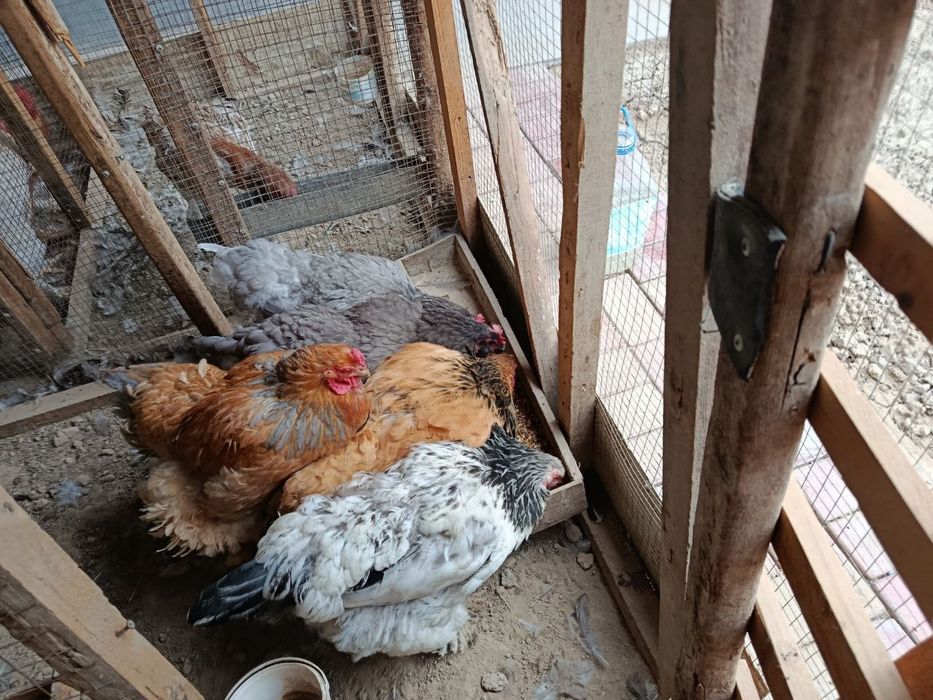 Brama tovuqlari sotiladi srochna!