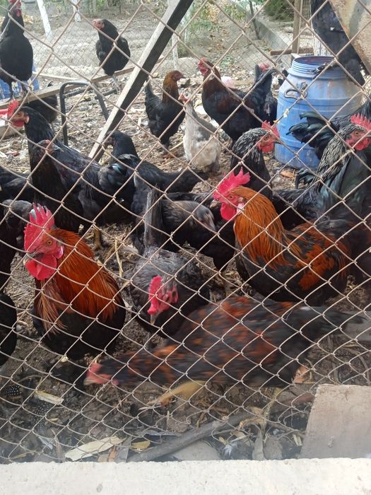 Кора Шахзода Хорозлари