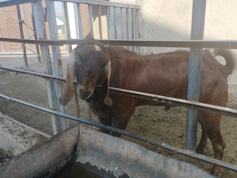 2 жарым жасар парода теке