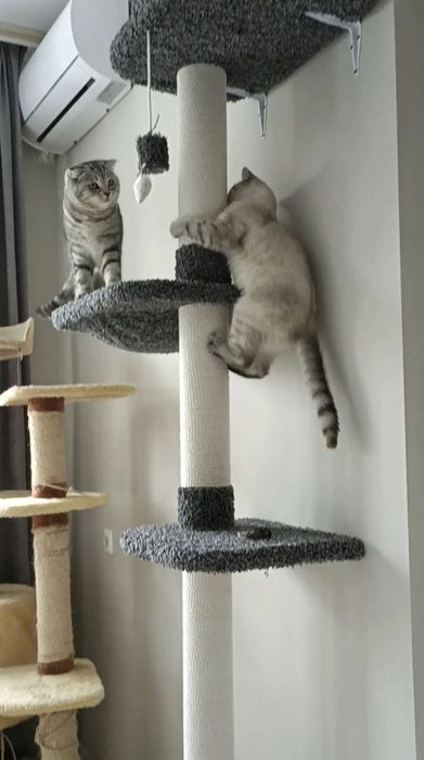 Передежка кошек . Зоогостиница