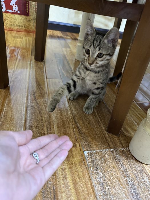 Котенок отдаю в хорошие руки
