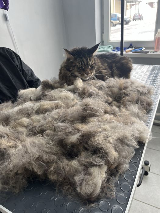 Экспресс линька стрижка кошки собаки