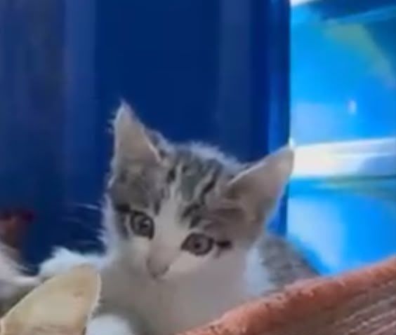 Отдам хорошеньких котят