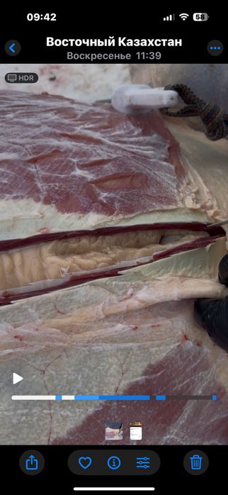 Продаются жеребята на согым