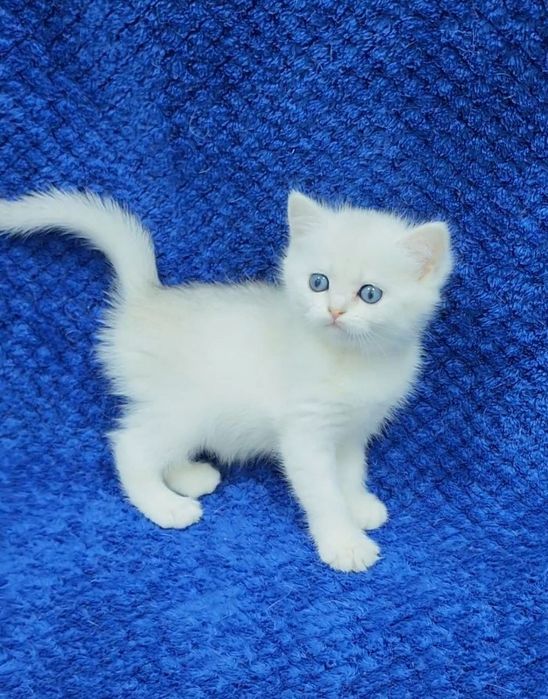 скотиш страйт девочка