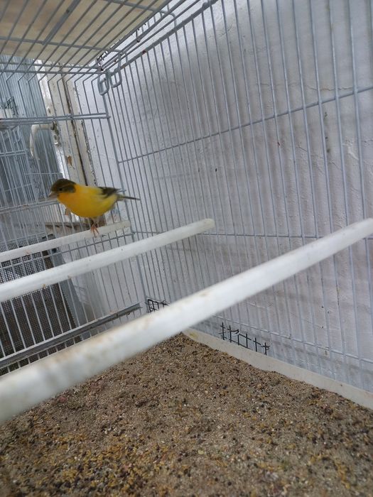 Canari și hibrizi , colivii cadou