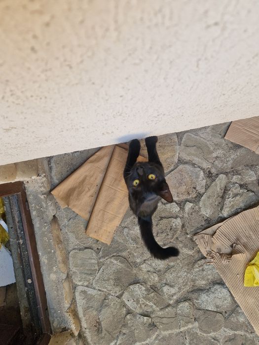 Adoptie pisica  cuminte