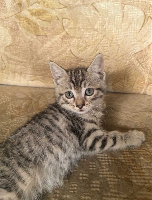 Одам котят в хорошие руки