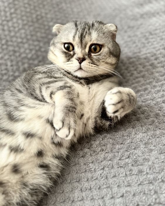 Вязка шотланский кот