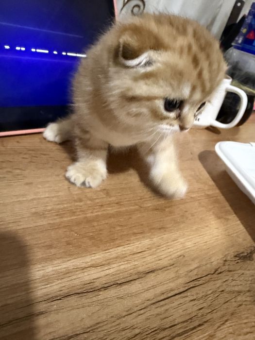Scottish Fold 1 yarim oylik.