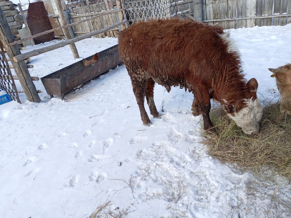 Продам бычка 420000