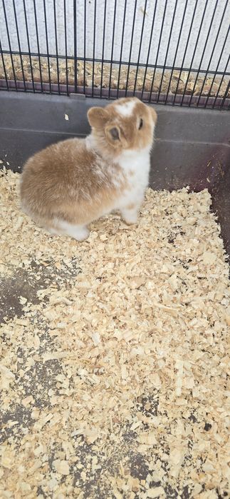 Iepuri pitici de companie