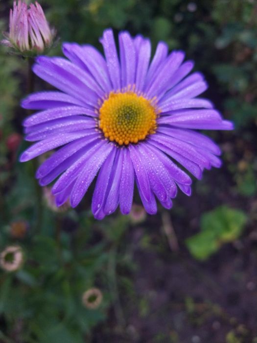 Продам садовые цветы